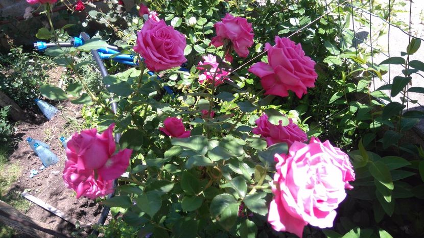 Coral dawn? - Trandafiri comerciali urcatori