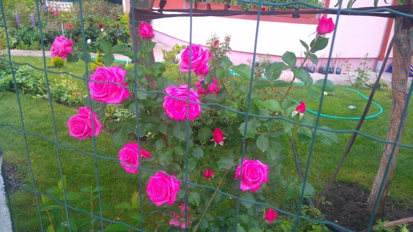 Coral Dawn? - Trandafiri comerciali urcatori