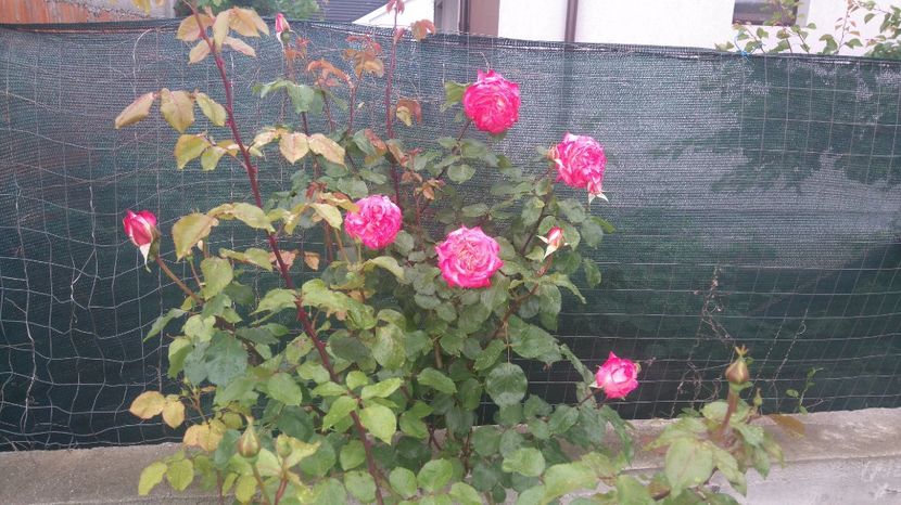 Rina Herholdt - Trandafiri comerciali urcatori