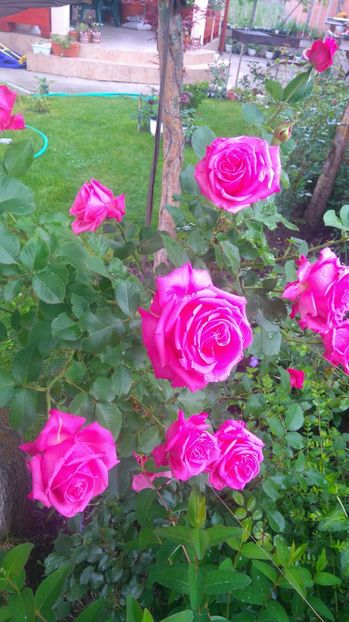 Coral dawn? - Trandafiri comerciali urcatori