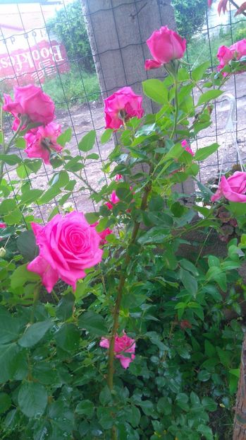 ? - Trandafiri comerciali urcatori