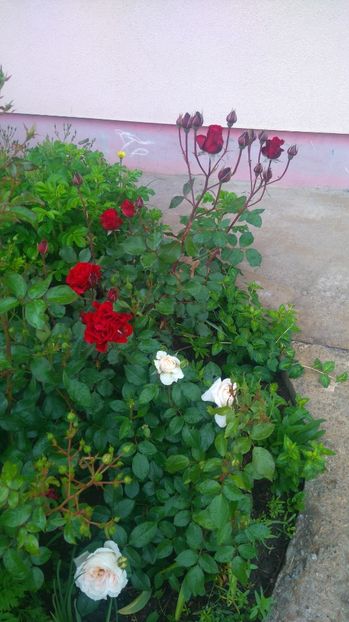  - Trandafiri comerciali urcatori