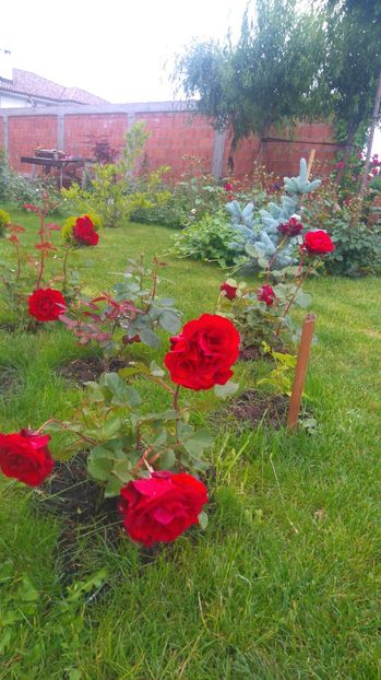  - Trandafiri comerciali urcatori