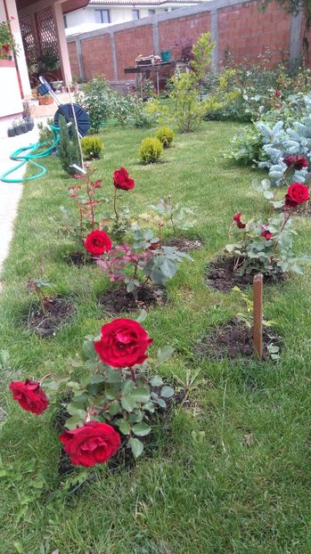  - Trandafiri comerciali urcatori