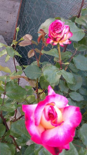 Rina Herholdt - Trandafiri comerciali urcatori