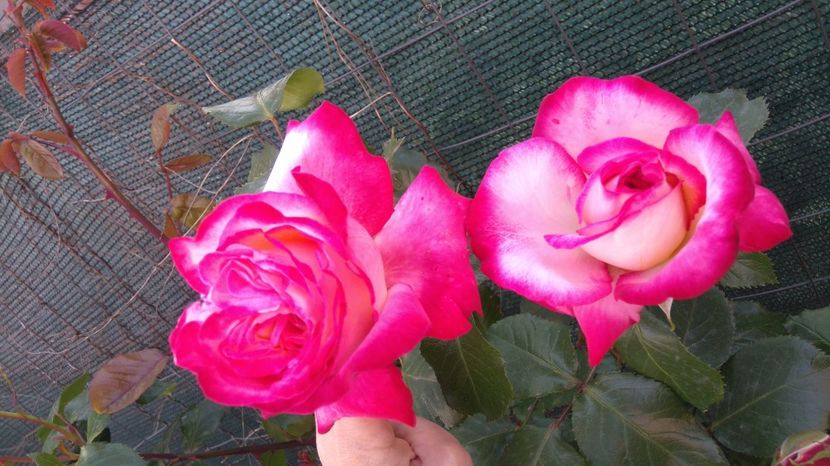  - Trandafiri comerciali urcatori