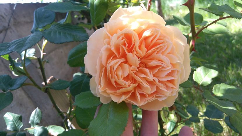  - Crown Princess Margareta