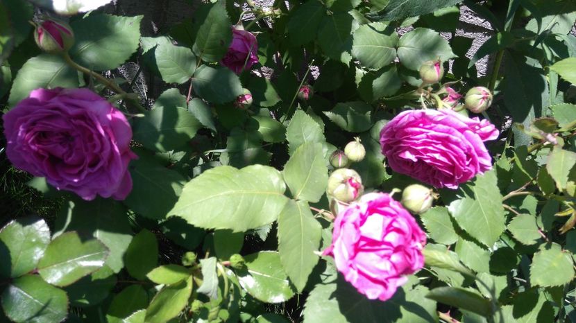  - Luat ca si Rose de Rescht