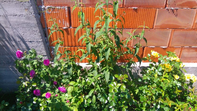  - Luat ca si Rose de Rescht