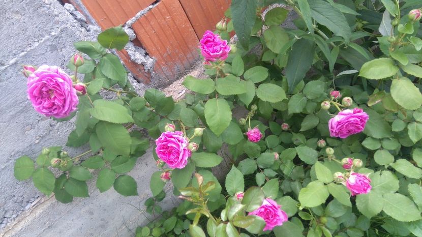  - Luat ca si Rose de Rescht