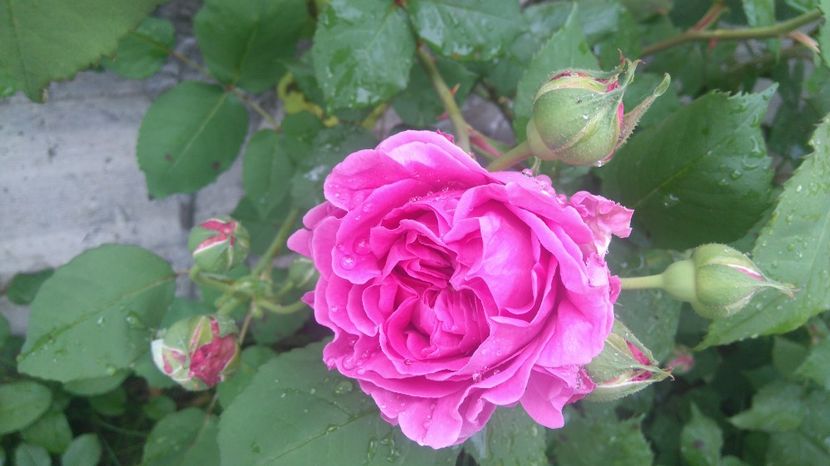  - Luat ca si Rose de Rescht