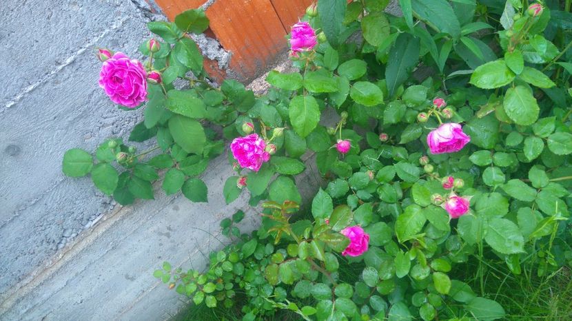  - Luat ca si Rose de Rescht