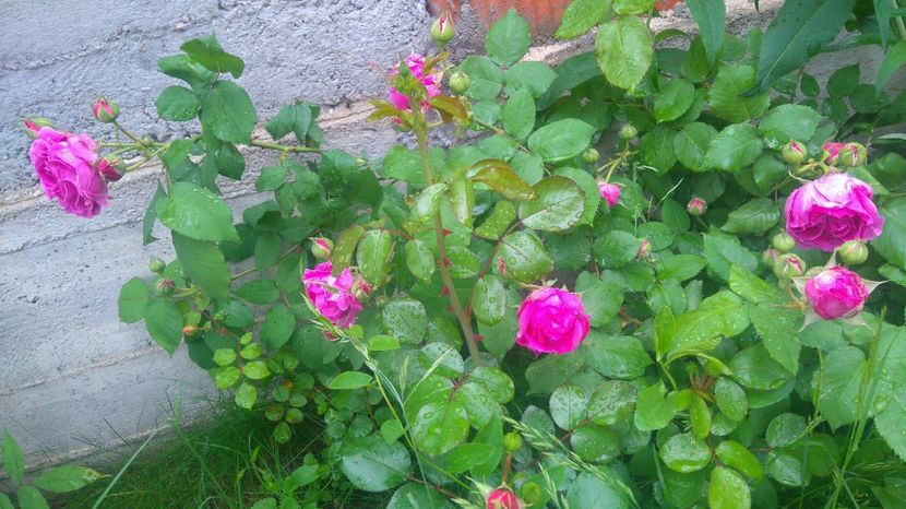  - Luat ca si Rose de Rescht