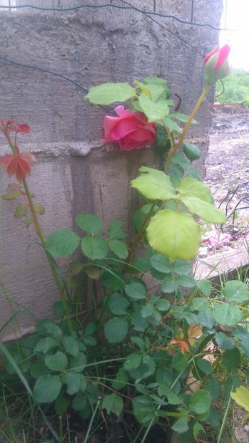  - Princess Alexandra of Kent