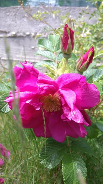  - Rosa rugosa Dark Foxi