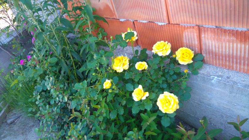 Rimosa - 00 Plante 2018