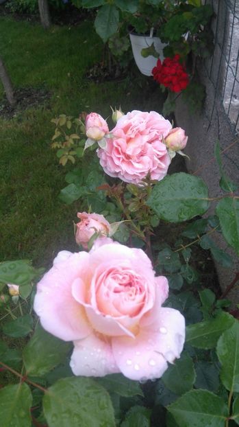  - Abraham Darby