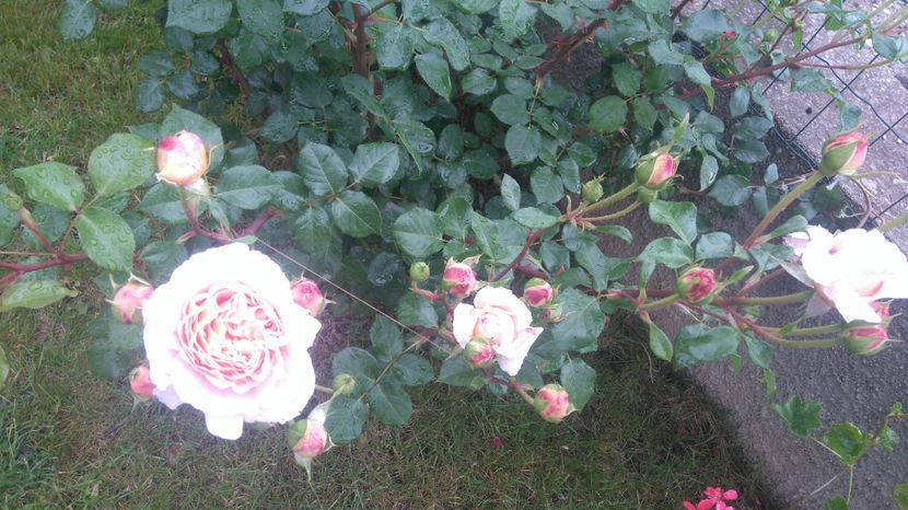 - Abraham Darby