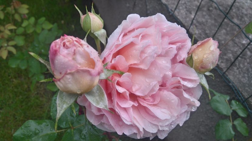  - Abraham Darby