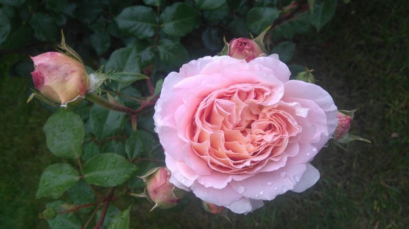  - Abraham Darby