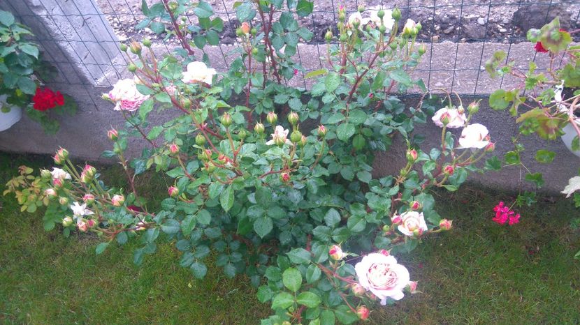  - Abraham Darby