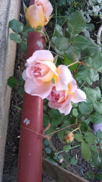  - Abraham Darby