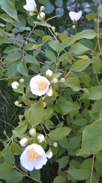  - Arbori -arbusti ornamentali de exterior si liane