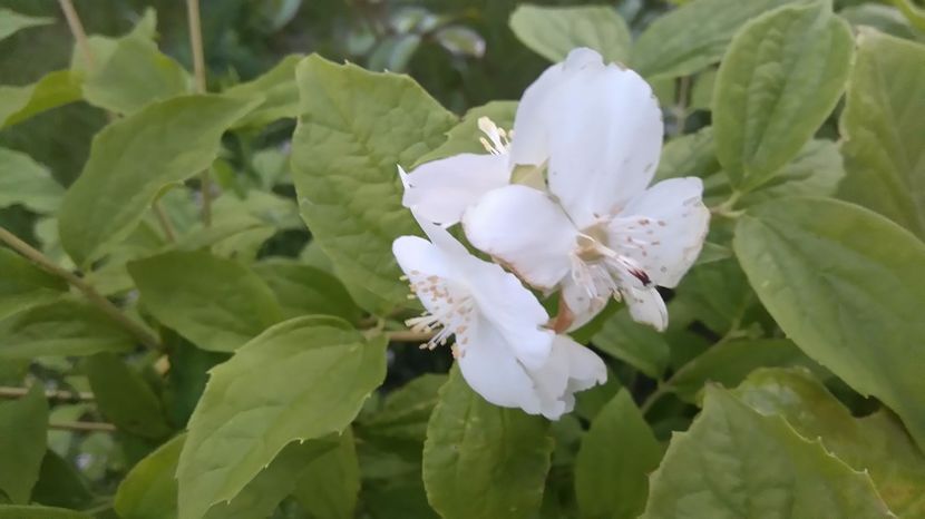  - Arbori -arbusti ornamentali de exterior si liane