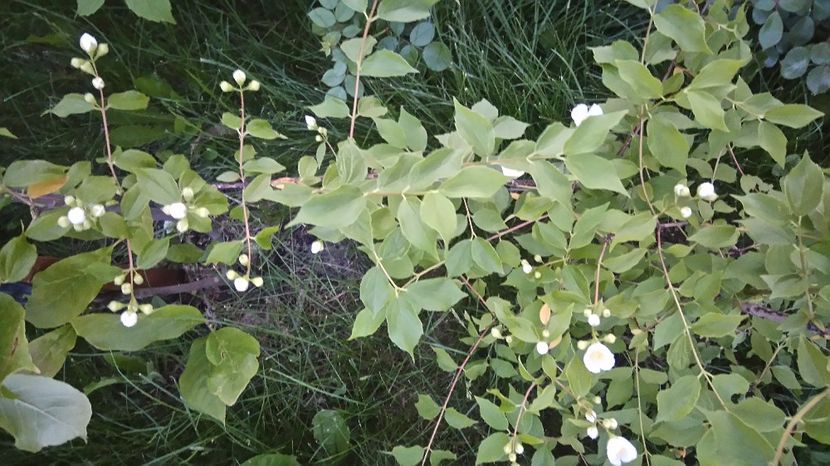  - Arbori -arbusti ornamentali de exterior si liane