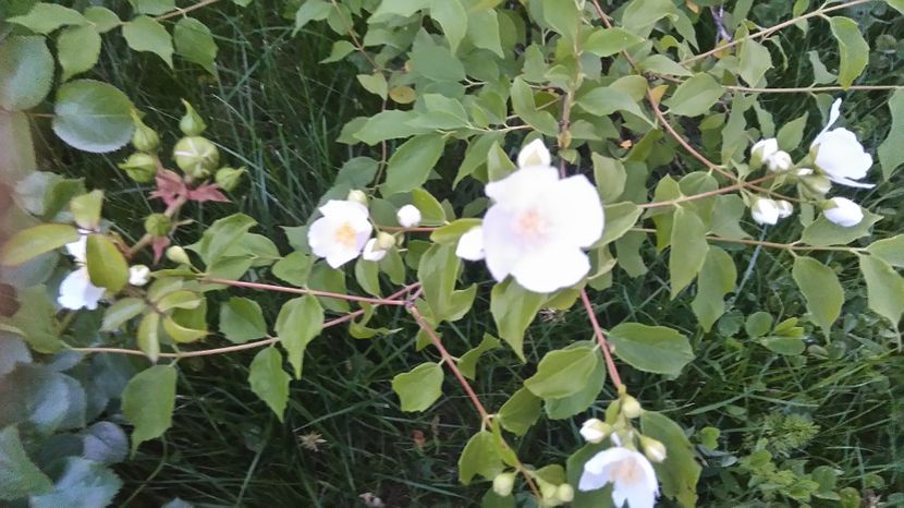  - Arbori -arbusti ornamentali de exterior si liane