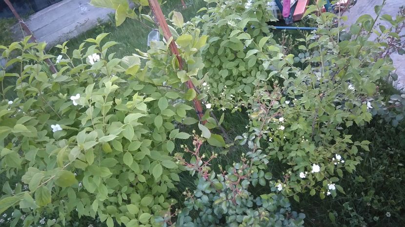  - Arbori -arbusti ornamentali de exterior si liane