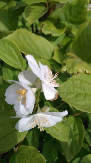  - Arbori -arbusti ornamentali de exterior si liane