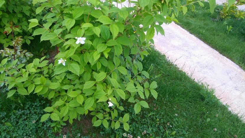  - Arbori -arbusti ornamentali de exterior si liane