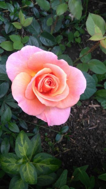  - Trandafiri comerciali