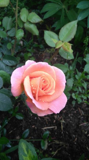  - Trandafiri comerciali