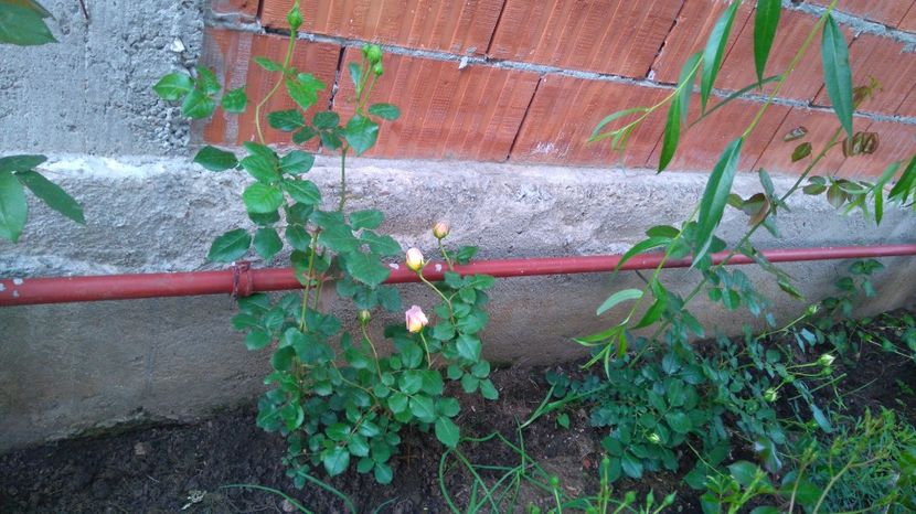 Abraham Darby si eden anul 2 - Diverse