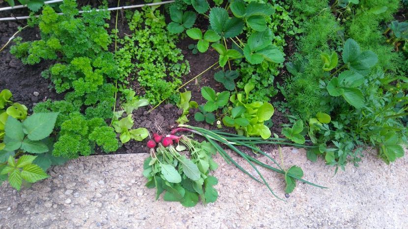 Primele roade - Diverse