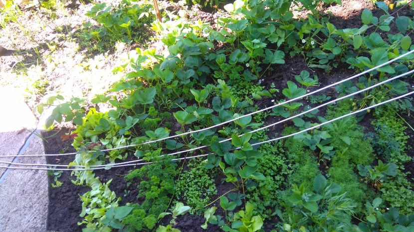 Gradinuta cu de toate - Diverse