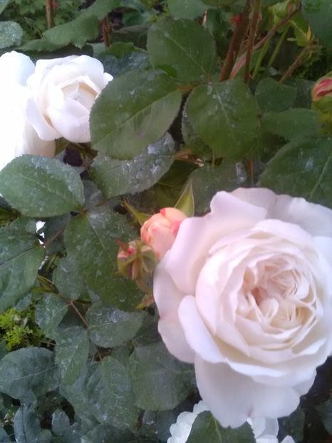  - Winchester Cathedral