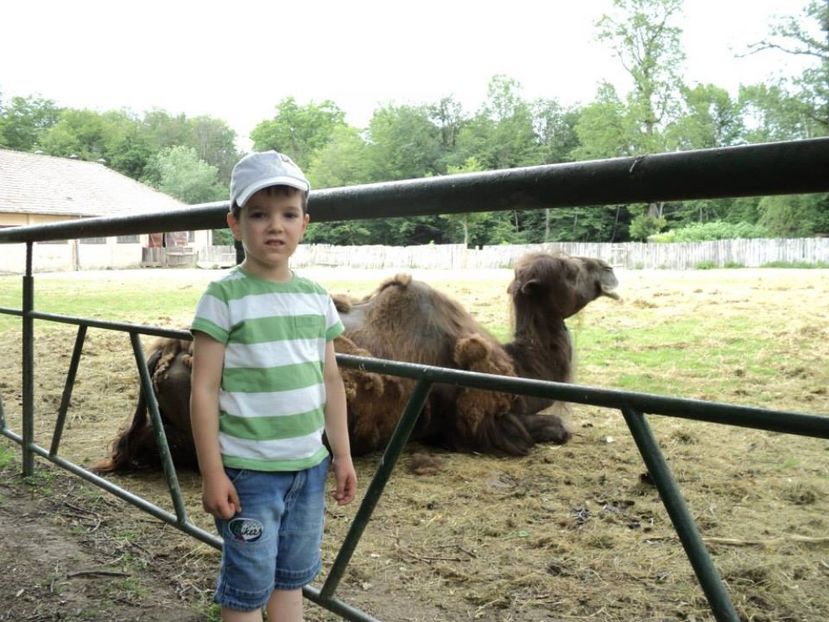  - 2014 LA ZOO TG MURES