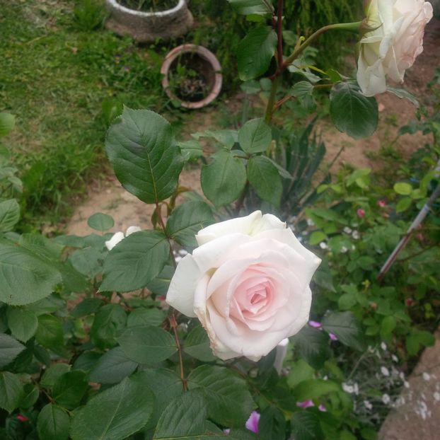 swan lake - trandafiri 2017