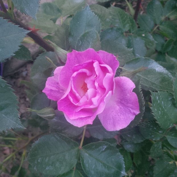 rhapsody in blue - trandafiri 2017