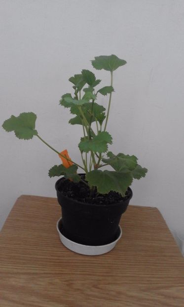 Beromunster - Muscate comandate si primite