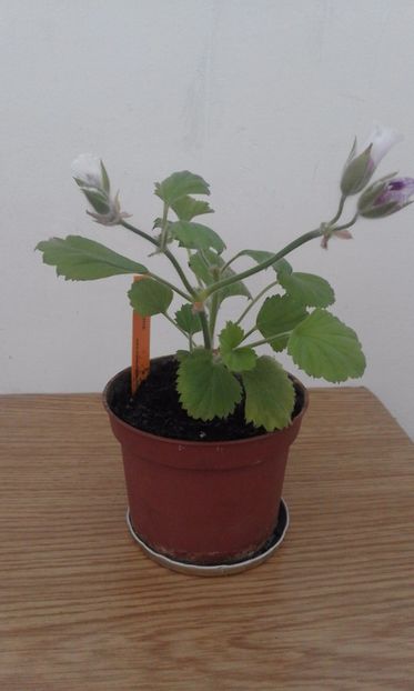 Parisienne - Muscate comandate si primite