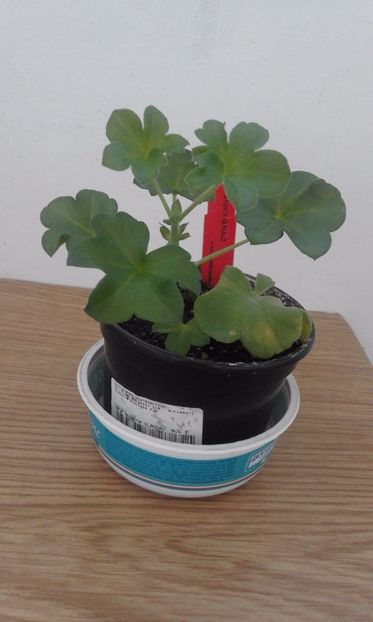 Jacky Gauld - Muscate comandate si primite