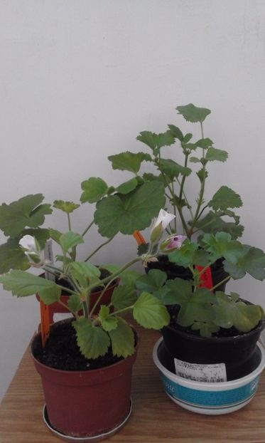  - Muscate comandate si primite