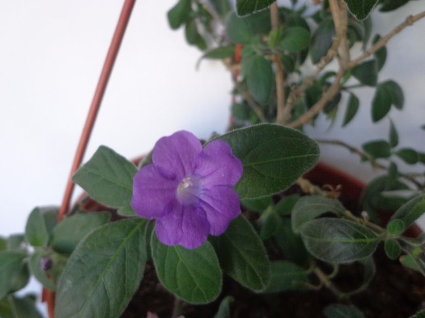 Browallia - Argumente