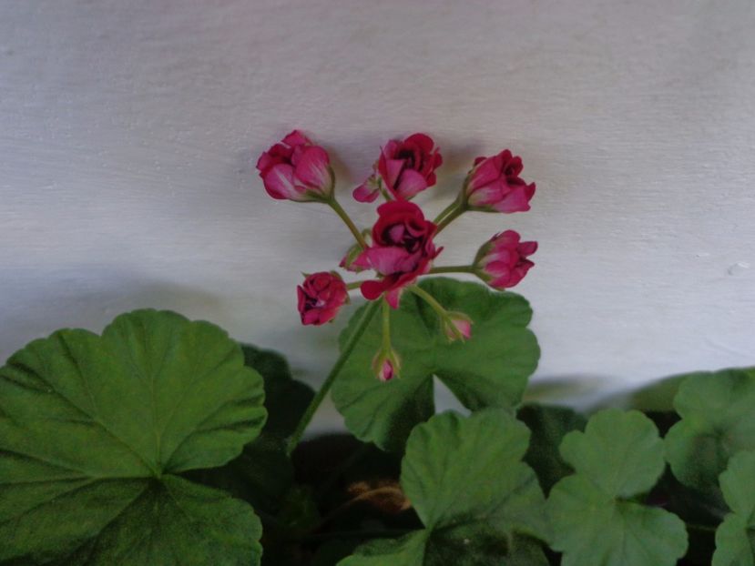 "Rosebud",timida... - Argumente