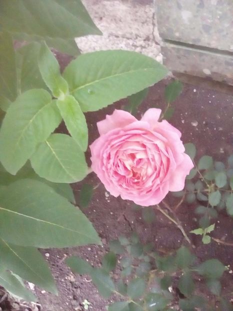  - Jubilee Celebration