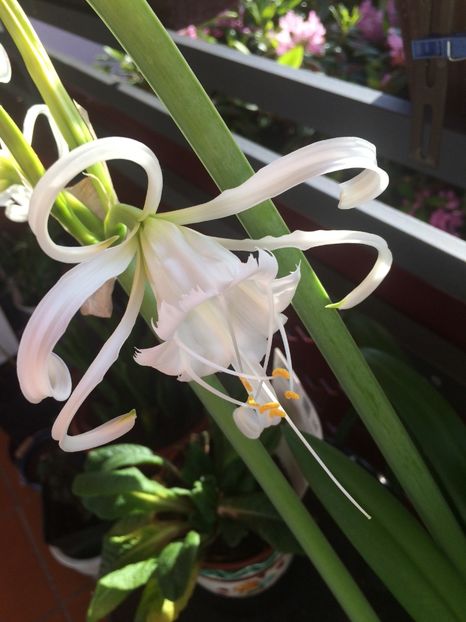 24.05.2017 - Hymenocallis Ismene